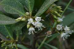 Aegiceras corniculatum